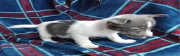 Jack Russell dogs for sale: Jack russell pups for sale - Advert 20