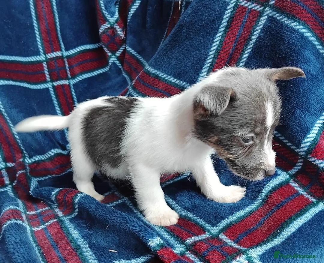 Jack Russell dogs for sale: Jack russell pups for sale - Advert 20