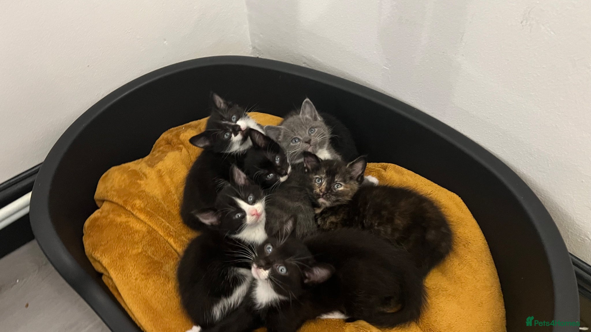Mixed Breed cats Adorable kittens for sale  - Advert 1