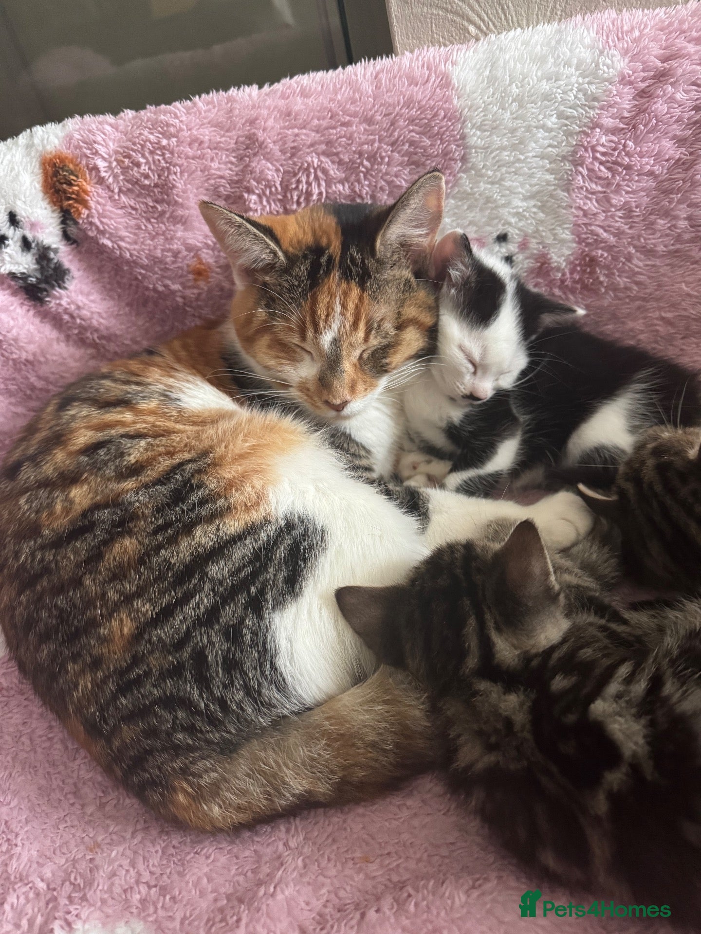 Mixed Breed cats for sale: Male kitten - Advert 1