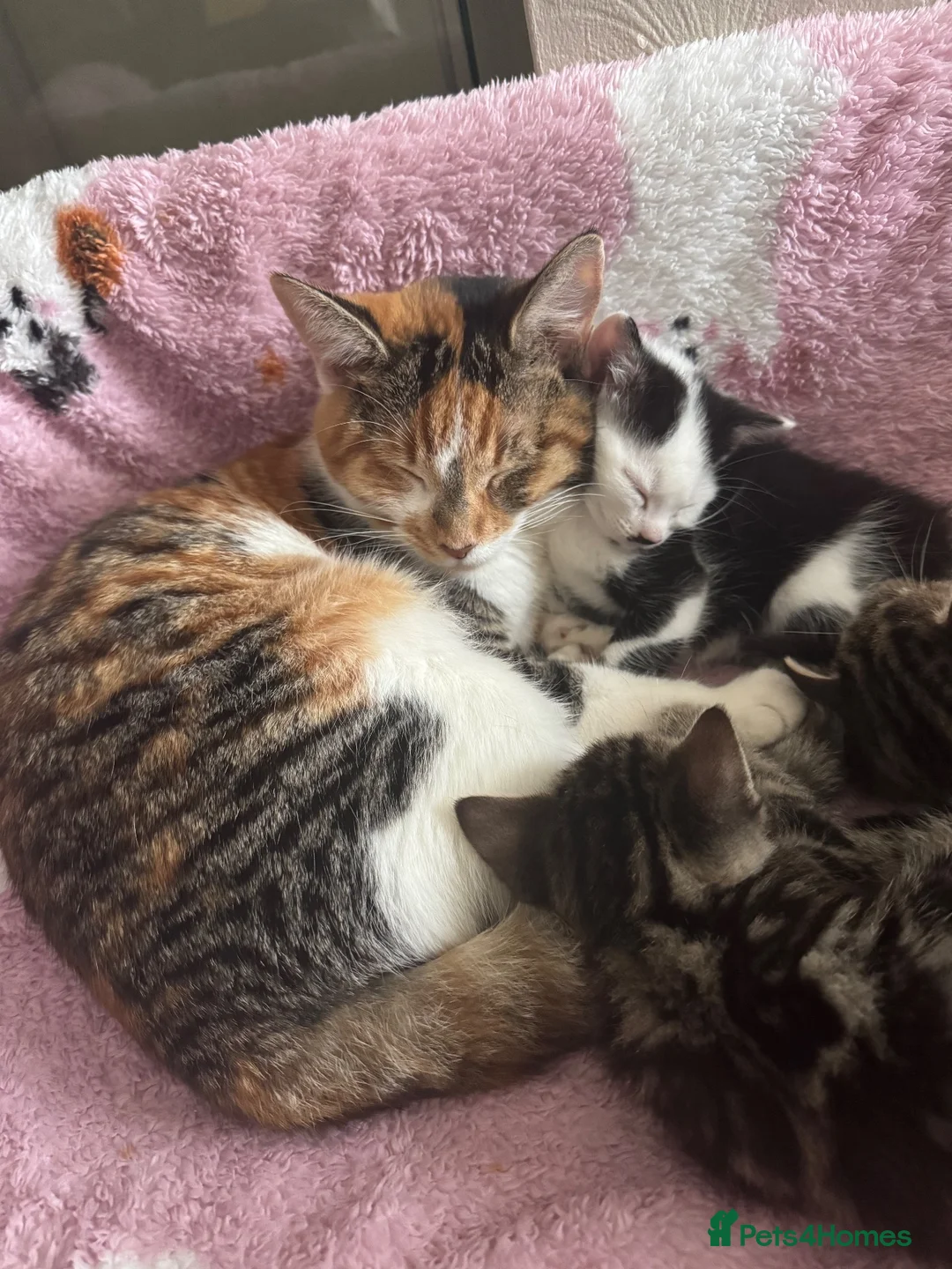 Mixed Breed cats for sale: Male kitten - Advert 1