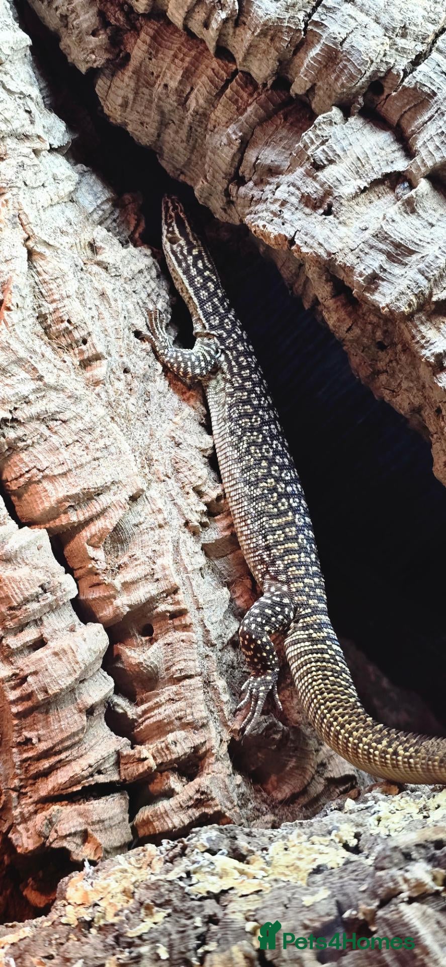 Monitor reptiles Ackie monitor  - Advert 4