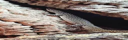 Monitor reptiles for sale: Ackie monitor  in Staines - Advert 1