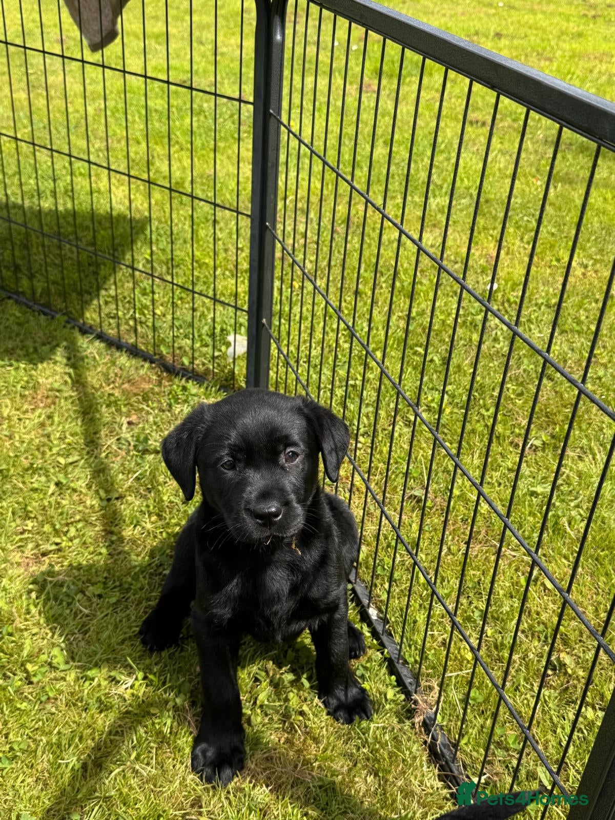 Labrador Retriever dogs for sale: KC Registered Black Labrador puppy-6 female 2 male - Advert 8