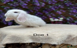 Mini Lop rabbits for sale: Pure bred Mini lops  - Image 11