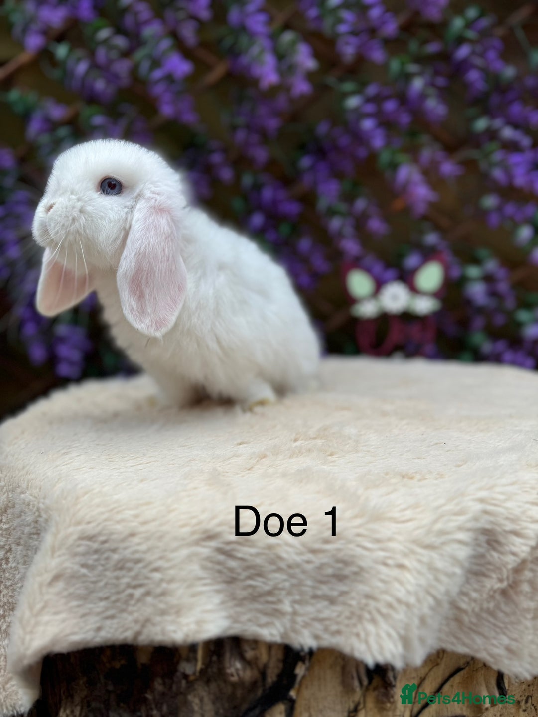 Mini Lop rabbits for sale: Pure bred Mini lops  - Image 11