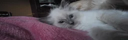 Ragdoll cats for sale: Ragdoll kittens ready to leave  - Advert 26
