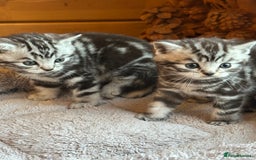 British Shorthair cats for sale: Silver Tabby also Brown Spotted Kittens - Image 7