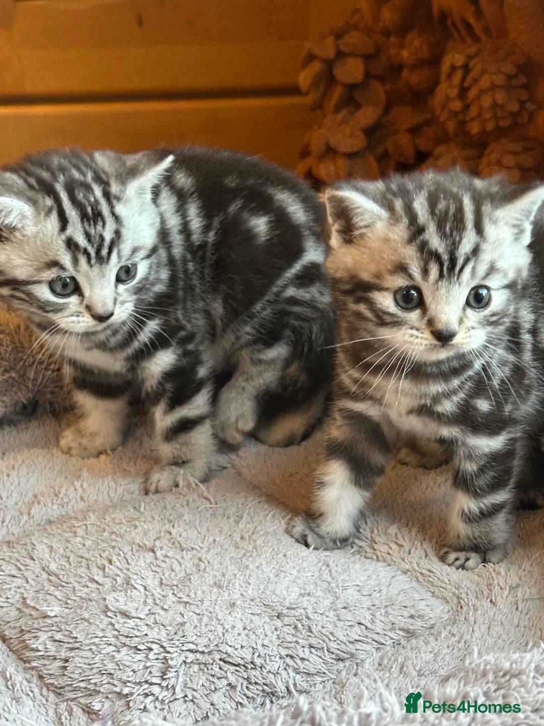 British Shorthair cats for sale: Silver Tabby also Brown Spotted Kittens - Image 7