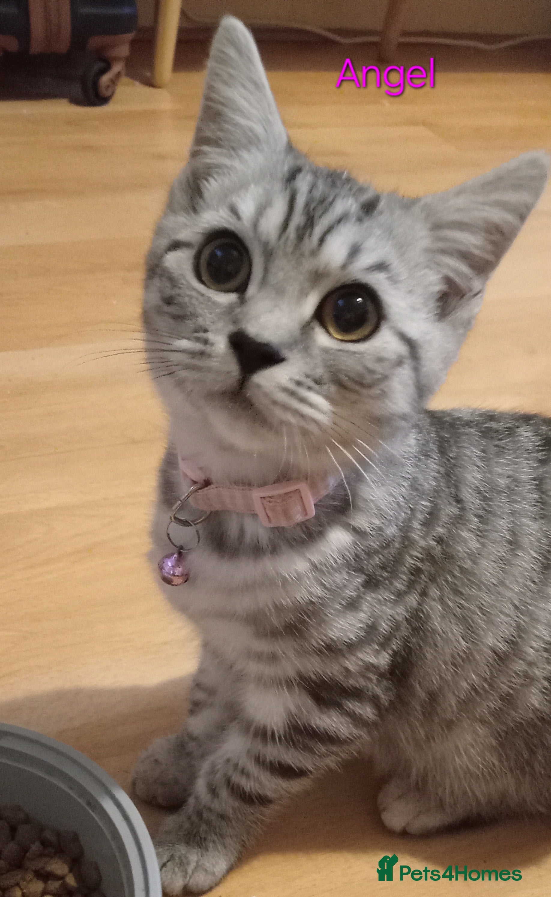 British Shorthair cats Beautiful Silver Spotted and Silver Tabby kittens. - Advert 2