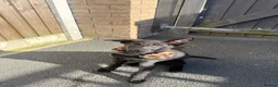 German Shepherd dogs for sale: 14 week old Female Black puppy - Advert 6