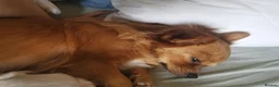 Mixed Breed dogs for sale: Girl  in Barrow-in-Furness - Advert 1