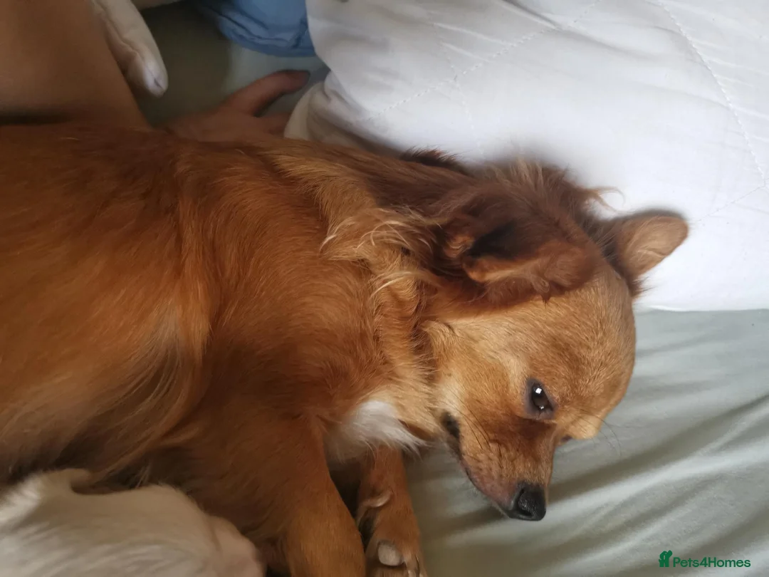 Mixed Breed dogs for sale: Girl  in Barrow-in-Furness - Advert 1