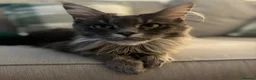 Maine Coon cats for sale: Beautiful TICA Registerered Maine Coon Girl - Advert 3