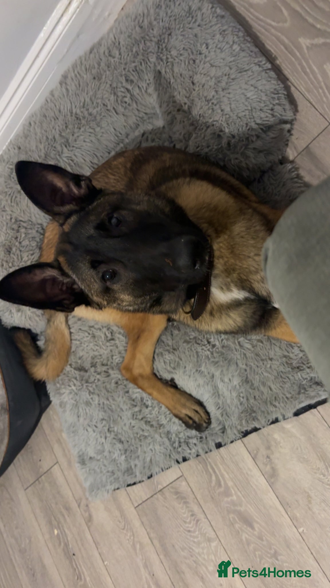 Belgian Shepherd Dog dogs 8 month old Belgian mally  - Advert 18