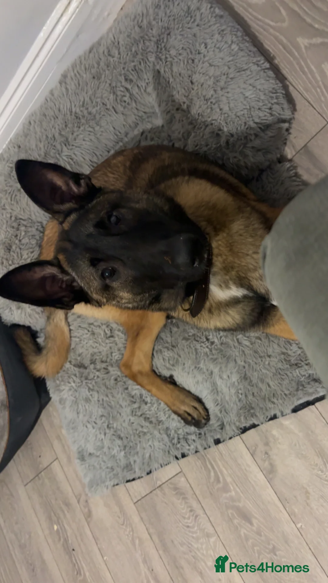 Belgian Shepherd Dog dogs for sale: 8 month old Belgian mally  in South Shields - Advert 1