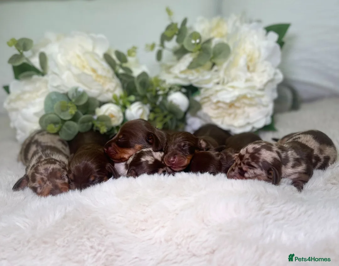 Miniature Dachshund dogs for sale: Outstanding Miniature Dachshund puppies PRA CLEAR  in Feltham - Advert 1