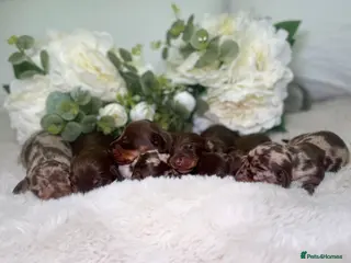 Miniature Dachshund dogs Outstanding Miniature Dachshund puppies PRA CLEAR - Advert 5