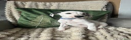 Dalmatian dogs for sale: PEDIGREE Dalmatian Puppies ready NOW - Advert 18