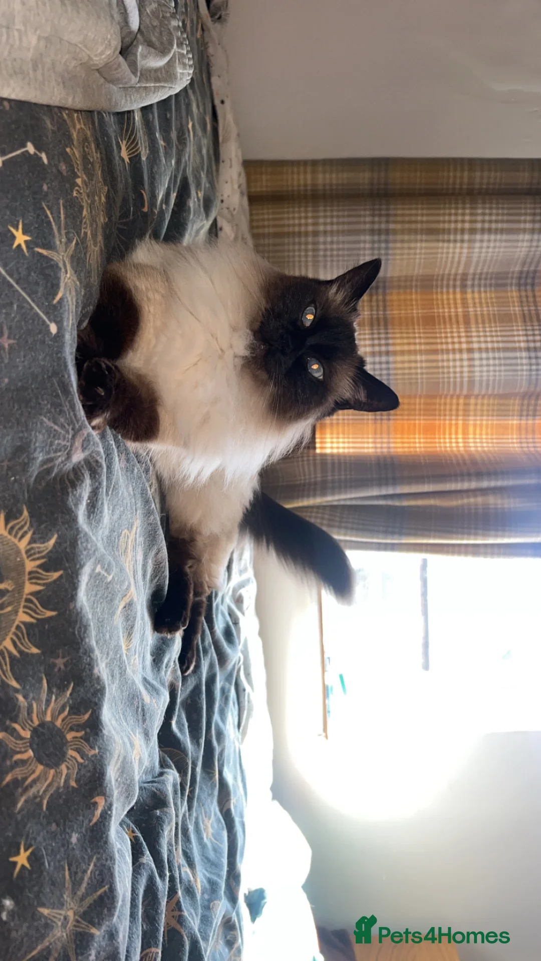 Ragdoll cats for sale: Female Ragdoll - Advert 2
