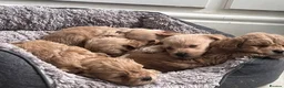 Mixed Breed dogs for sale: Toy poodle mix - Advert 4