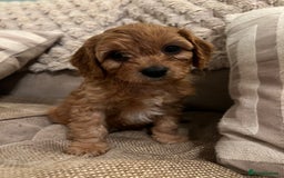 Cavapoo dogs for sale: Gorgeous Cavapoo's 2 available  - Image 1