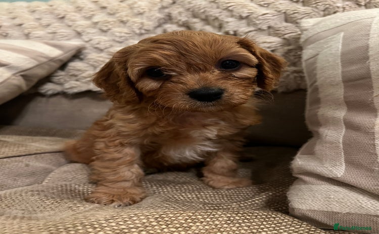 Cavapoo dogs - Advert 7
