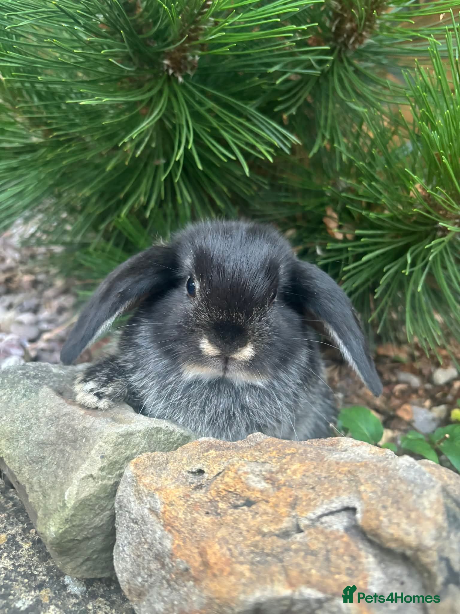 Mixed Breed rabbits Only 3 mini lops left 2 boys 1 girl.  - Advert 10