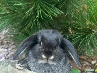 Mixed Breed rabbits Only 3 mini lops left 2 boys 1 girl. - Advert 10