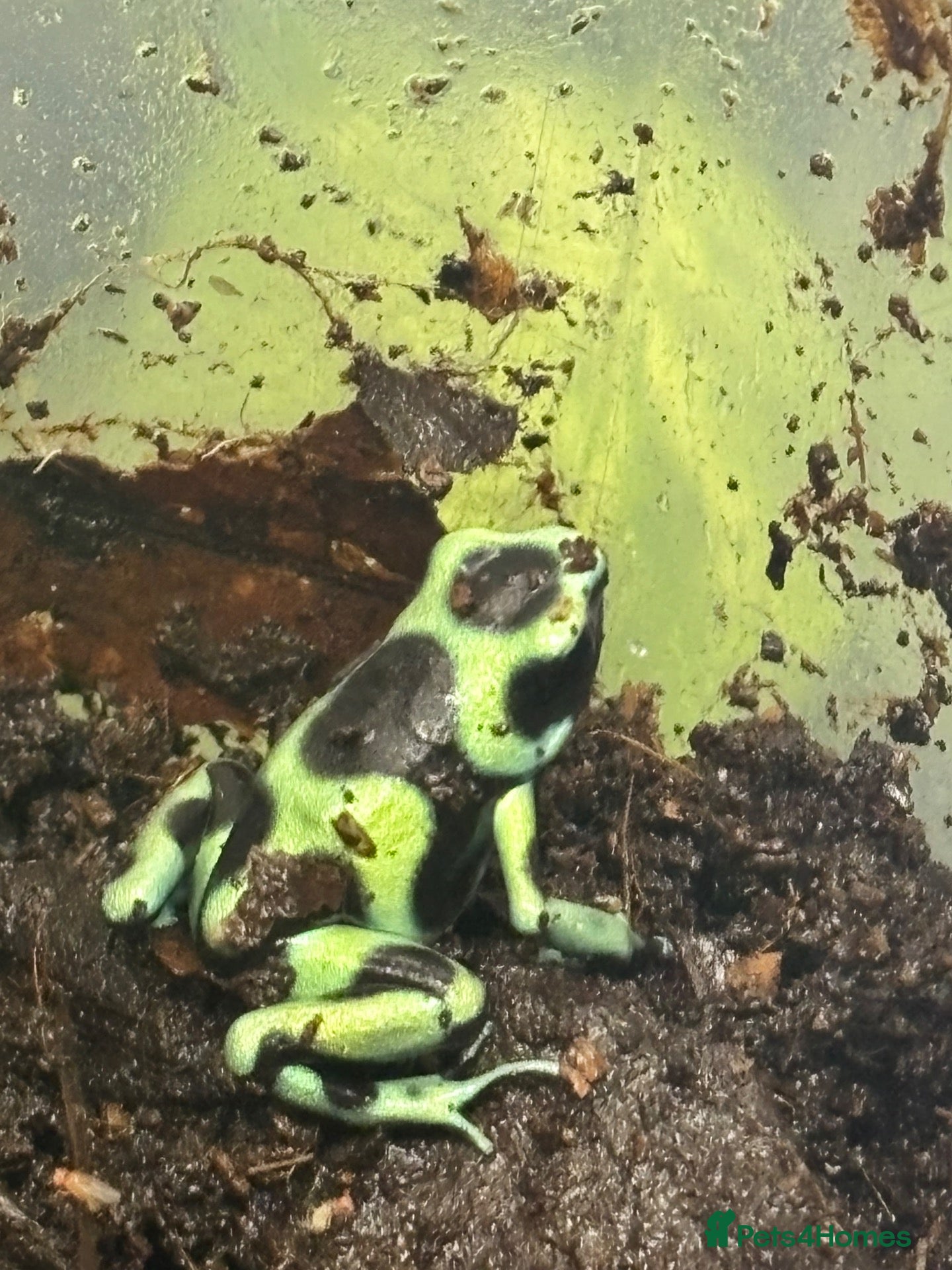 Frog reptiles Dendrobates Auratus Green and Black - Advert 1