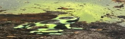 Frog reptiles for sale: Dendrobates Auratus Green and Black - Advert 1