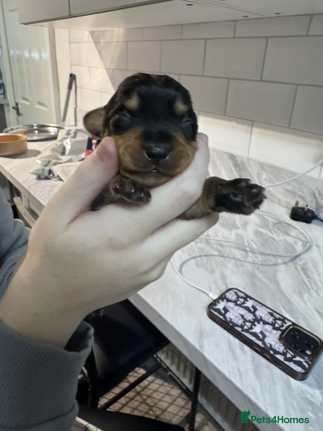 Doxiepoo dogs for sale: Beautiful doxipoo baby’s  - Advert 18