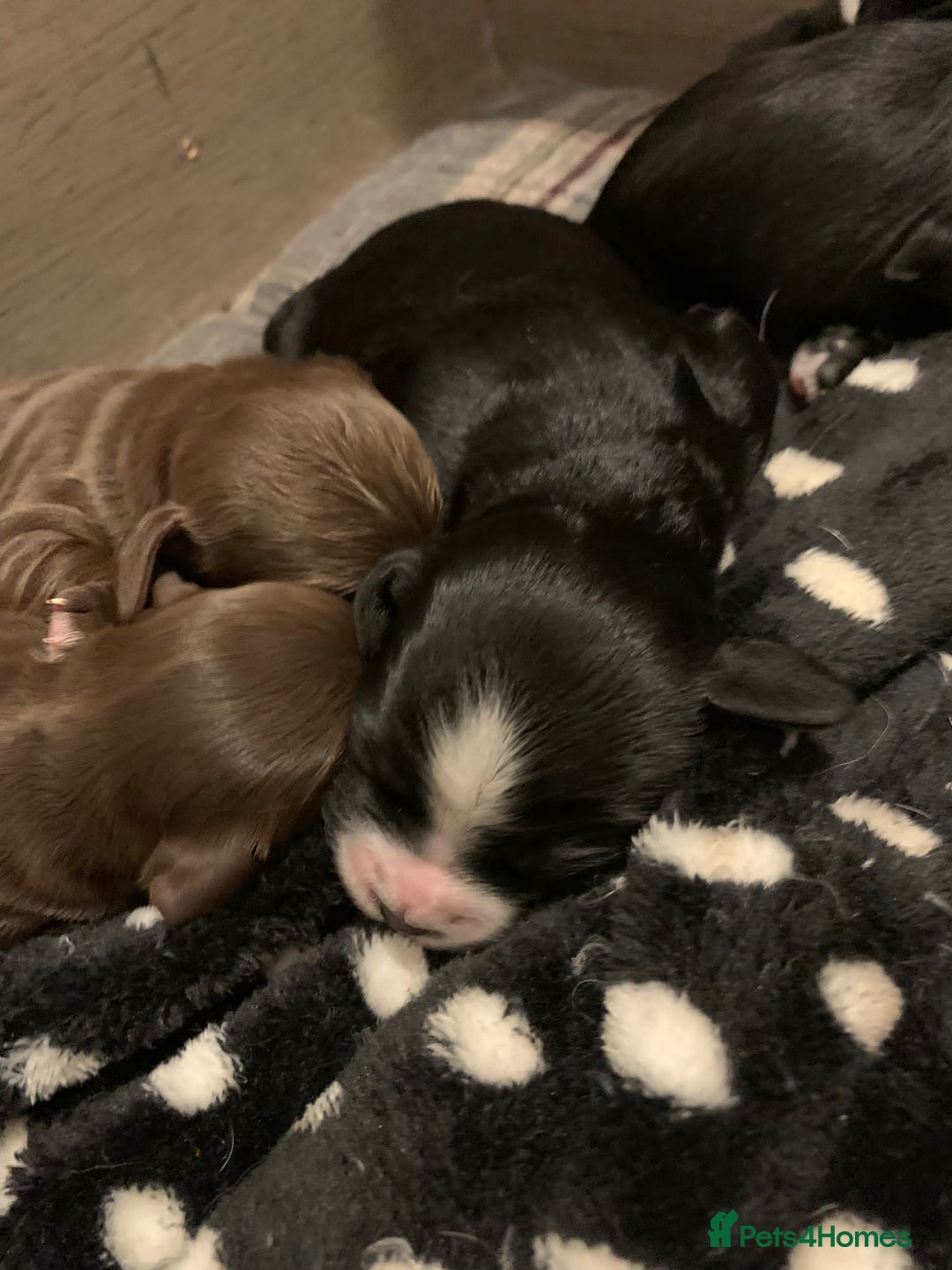 Toy Poodle dogs for stud: KC registered. GENETIC & HEALTH TESTED. in Wigan - Image 21