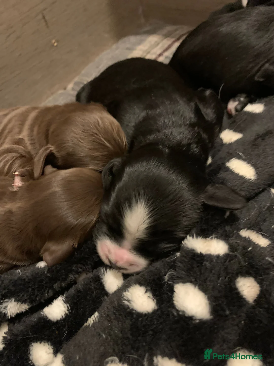 Toy Poodle dogs for stud: KC registered. GENETIC & HEALTH TESTED. in Wigan - Advert 21