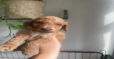 Cockapoo dogs - Advert 6