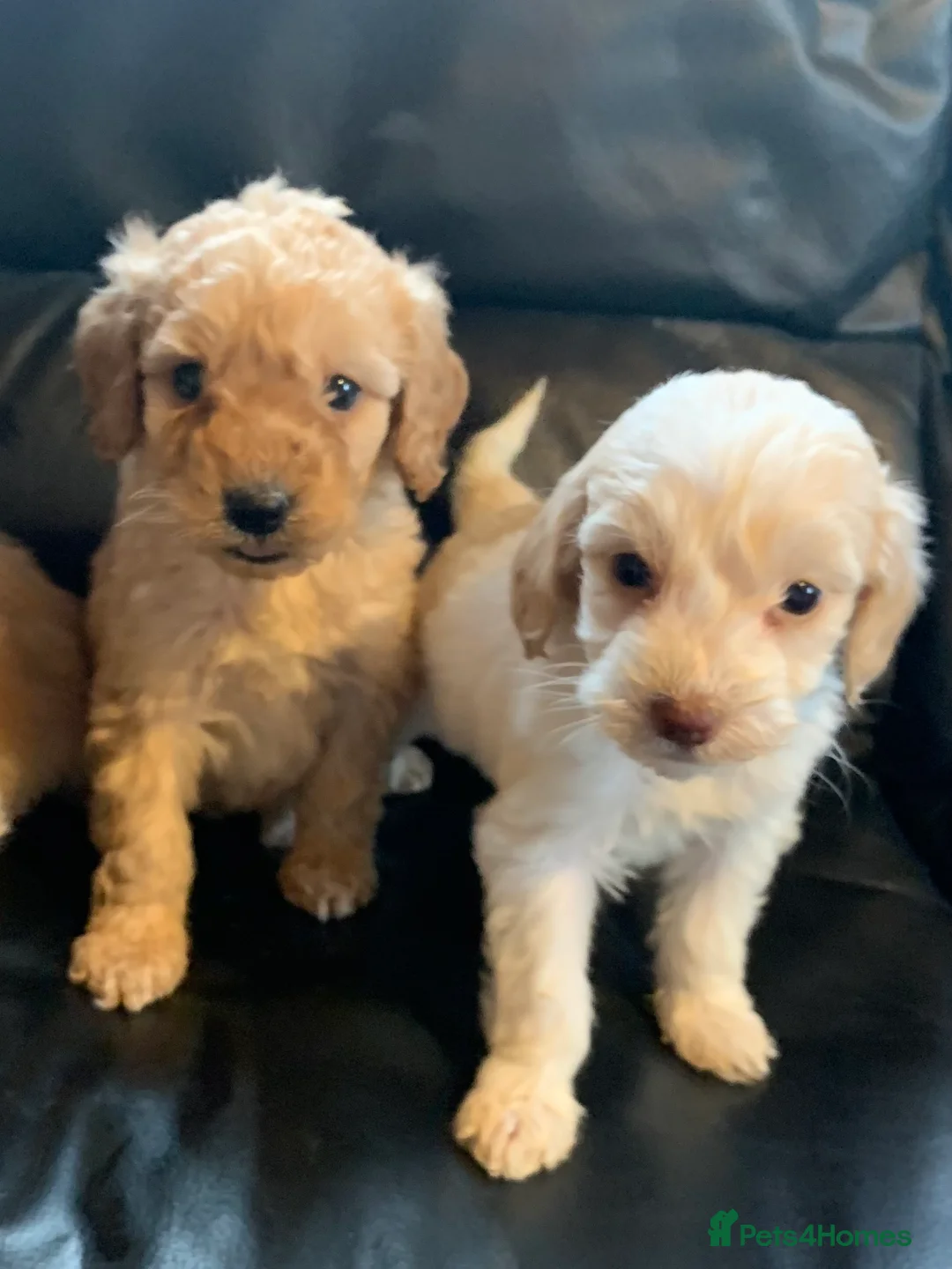 Cockapoo dogs for sale: Beautiful f1b cockapoo puppies  in Stowmarket - Advert 2