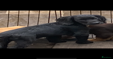 Sprocker dogs - Advert 10