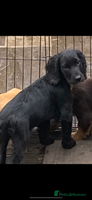 Sprocker dogs - Advert 6