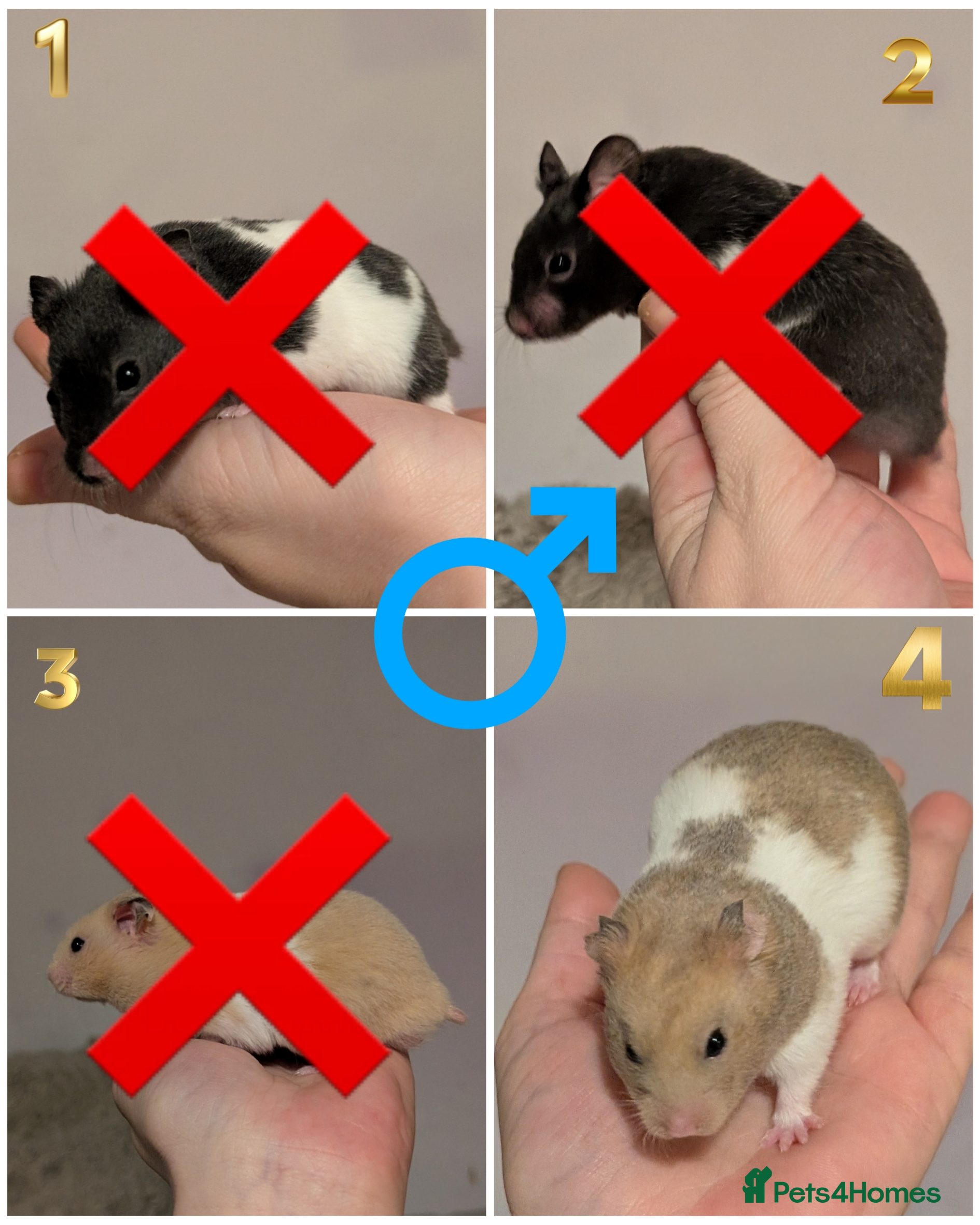 Hamster rodents Pedigree syrian hamsters  - Advert 7