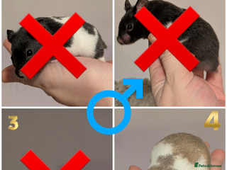 Hamster rodents Pedigree syrian hamsters - Advert 7