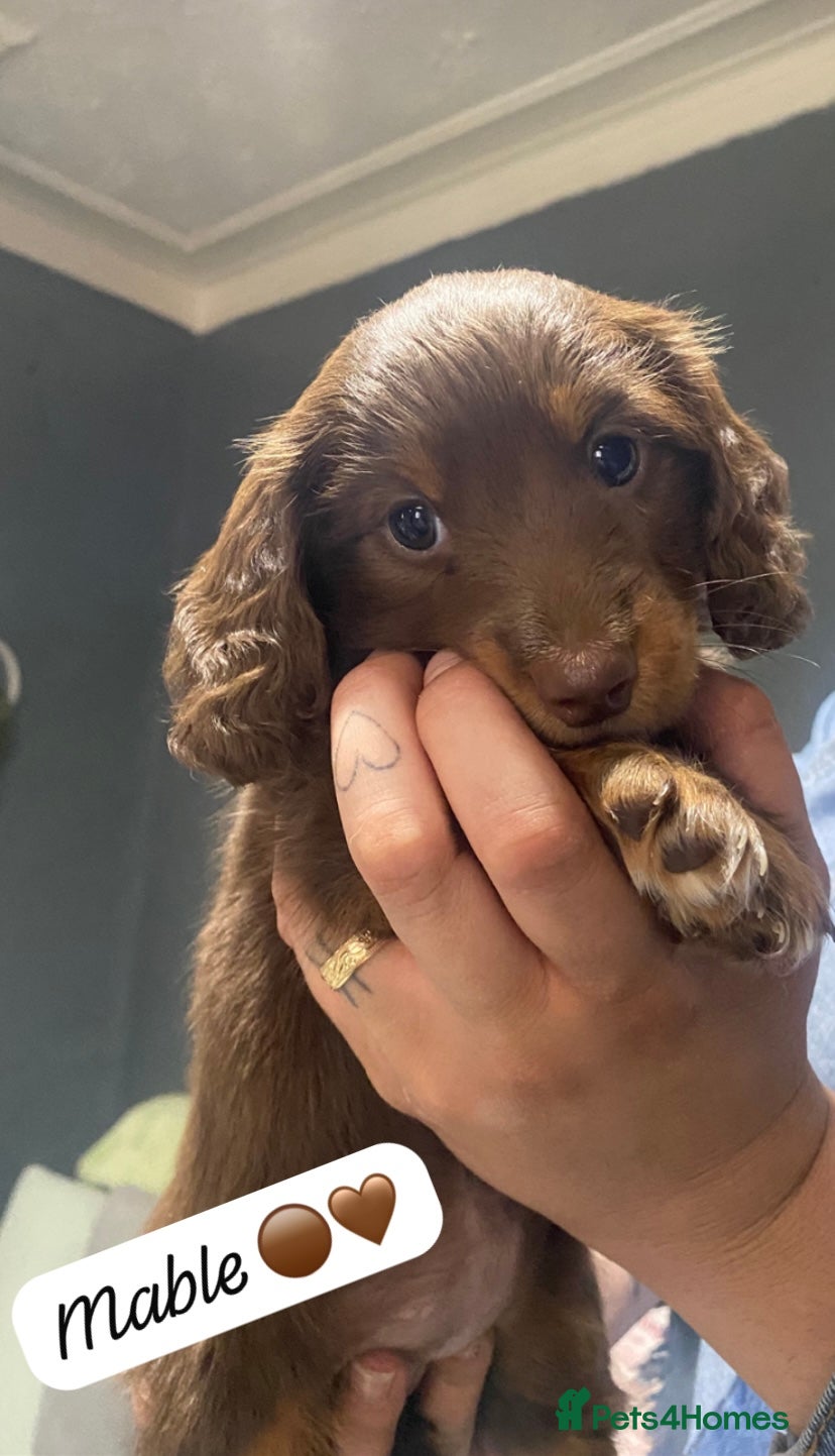 Miniature Dachshund dogs Stunning kc reg long haired mini dachshund pups  - Advert 12
