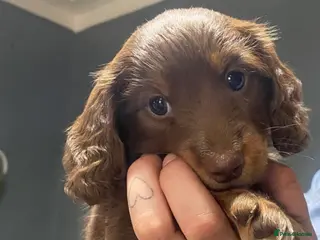Miniature Dachshund dogs Stunning kc reg long haired mini dachshund pups - Advert 12