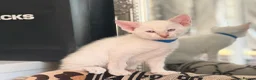 Siamese cats for sale: 🐾 Siamese kittens for sale 🐾 in Radstock - Advert 8