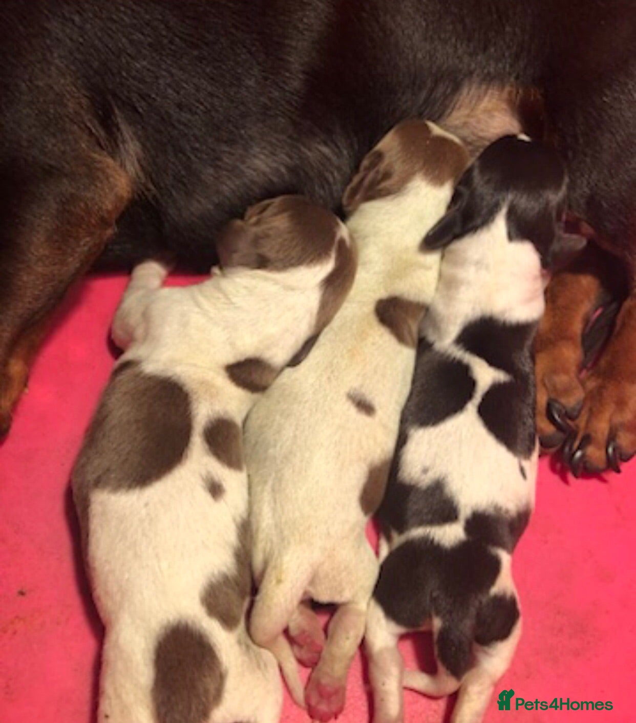 Miniature Dachshund dogs Beautiful rare piebald miniature dachshund puppies - Advert 1