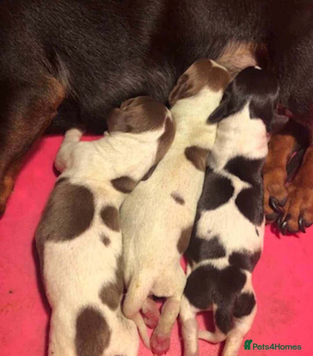 Miniature Dachshund dogs for sale: Beautiful rare piebald miniature dachshund puppies - Advert 1