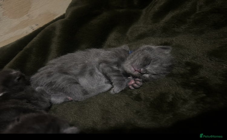 Norwegian Forest Cat cats norwegian forest cat X kittens   - Advert 11