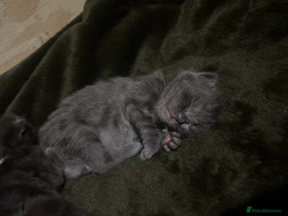 Norwegian Forest Cat cats norwegian forest cat X kittens - Advert 1