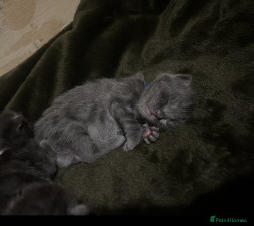 Norwegian Forest Cat cats norwegian forest cat X kittens - Advert 1