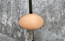 Hens poultry for sale: cheeky chicken looking for a new home  - Image 2