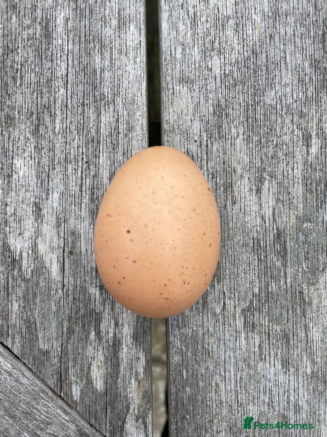 Hens poultry for sale: cheeky chicken looking for a new home  - Image 2